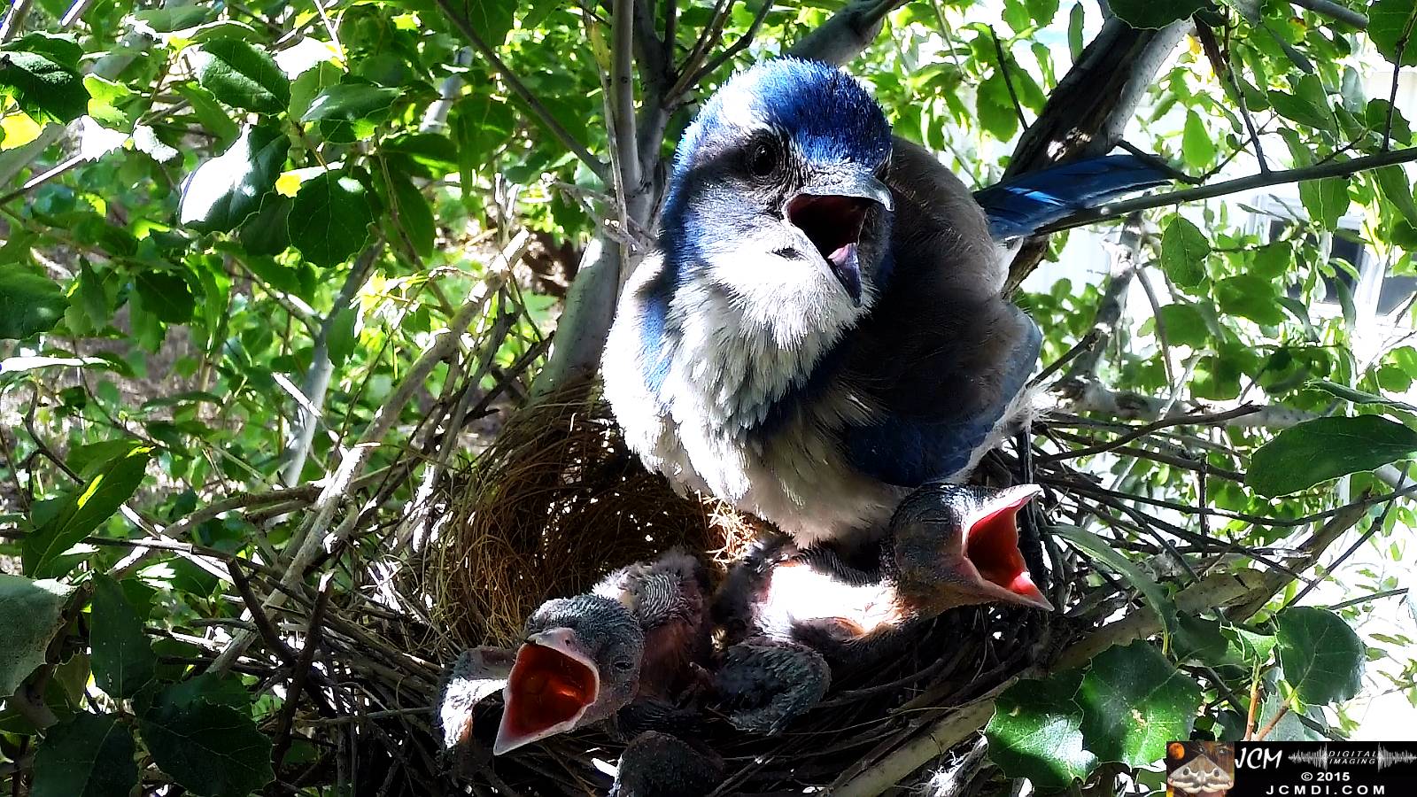 Scrub Jay nest documentary - hot birds in sun panting
